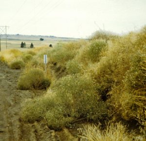 ST Diffuse knapweed