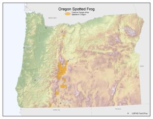 oregon_spotted_frog_a_opt